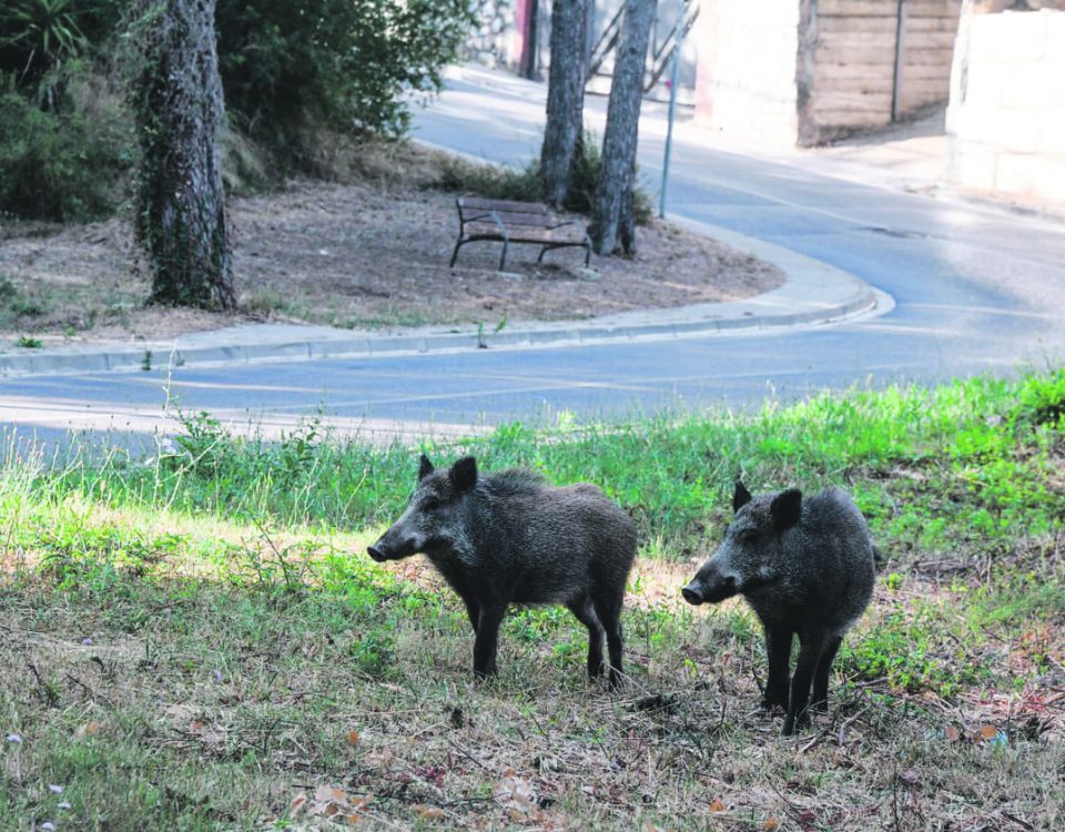 porc senglars